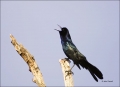 Florida;Southeast-USA;Boat-tailed-Grackle;Grackle;Quiscalus-major;one-animal;clo